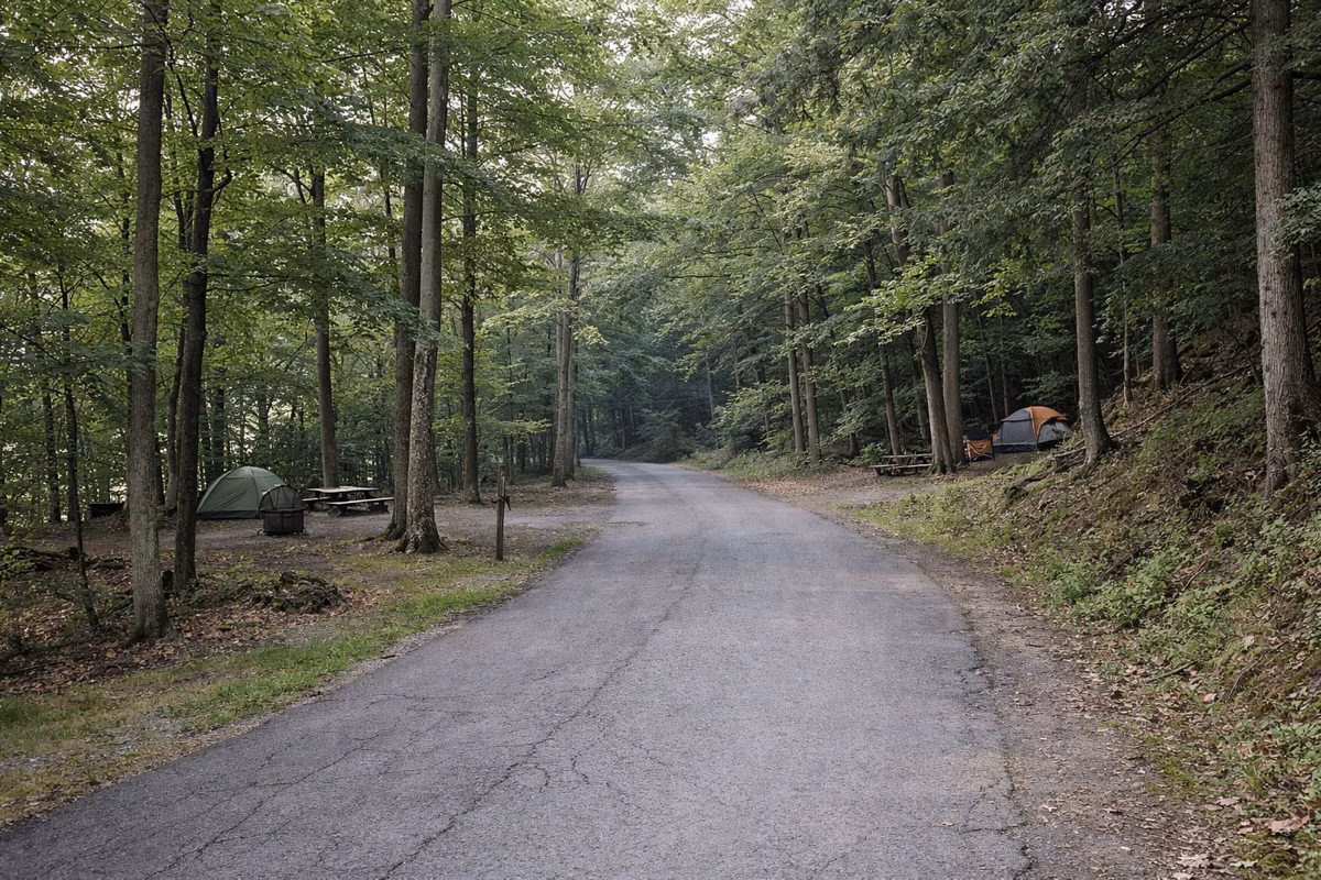 A paved campground loop road through tall trees
