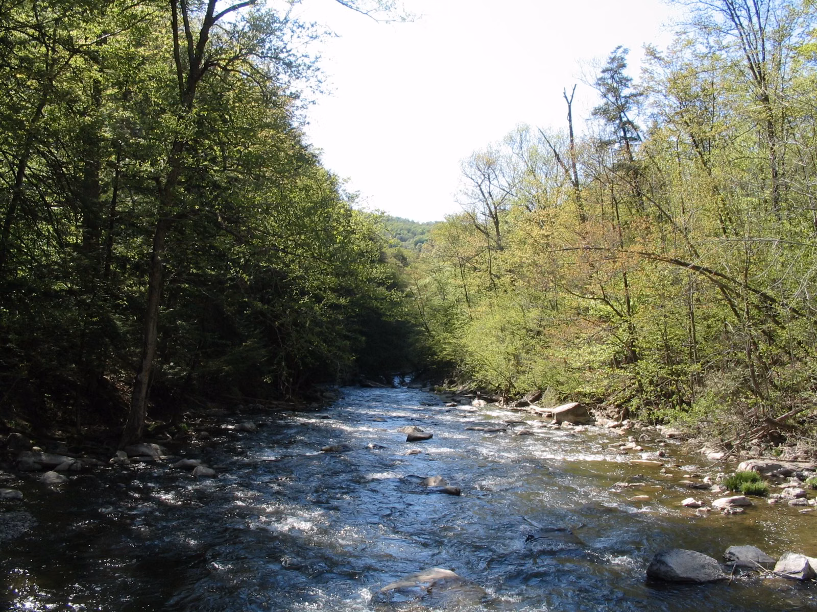 Chittenango Creek flowing over rocks through the wooded gorge at Chittenango Falls State Park